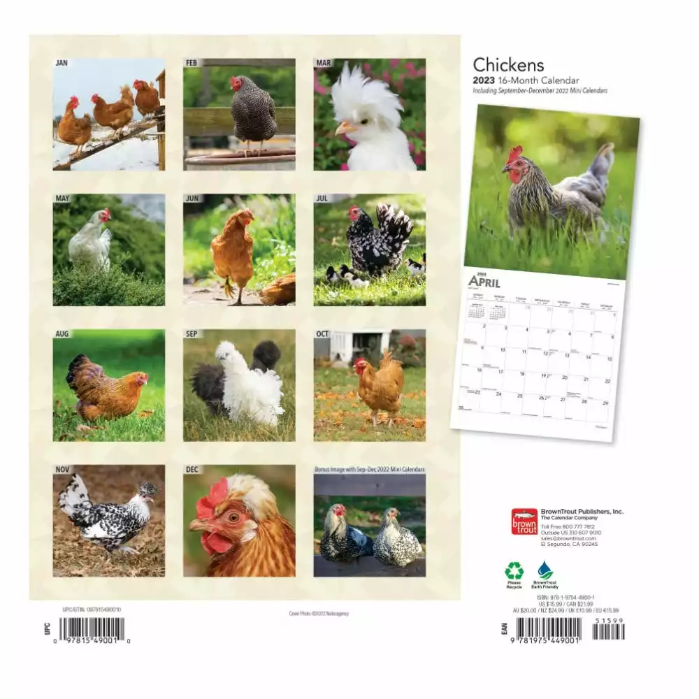 Brown Trout Chickens 2023 Square Calendar - Calendars 4 Brown Trout Chickens 2023 Square Calendar - Calendars - Image 2