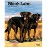 Brown Trout Black Labs 2023 Monthly Planner - Calendars -Hearth & Home Store 114d28fbea49b5a1579af4011b77403653a964d0 2022023745