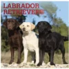 Brown Trout Labrador Retrievers 2023 Square Foil Calendar - Calendars 1 Brown Trout Labrador Retrievers 2023 Square Foil Calendar - Calendars -Hearth & Home Store 1155bce4b780c1e709222c57fdcca3103725770e 2022023797