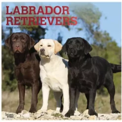 Brown Trout Labrador Retrievers 2023 Square Foil Calendar - Calendars
