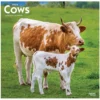 Brown Trout Cows 2023 Square Calendar - Calendars -Hearth & Home Store 1496ba2989b1cc355098b6f3f3edca22dc57541a 2022023796