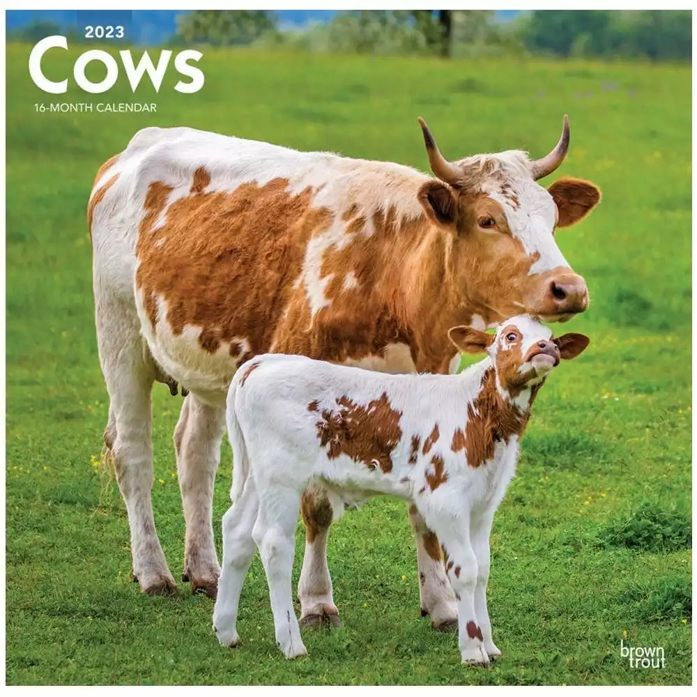 Brown Trout Cows 2023 Square Calendar - Calendars 3 Brown Trout Cows 2023 Square Calendar - Calendars