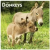 Brown Trout Donkeys 2023 Square Calendar - Calendars -Hearth & Home Store 15bd326afc2c8b67849126e209a919b7a364604d 2022023817