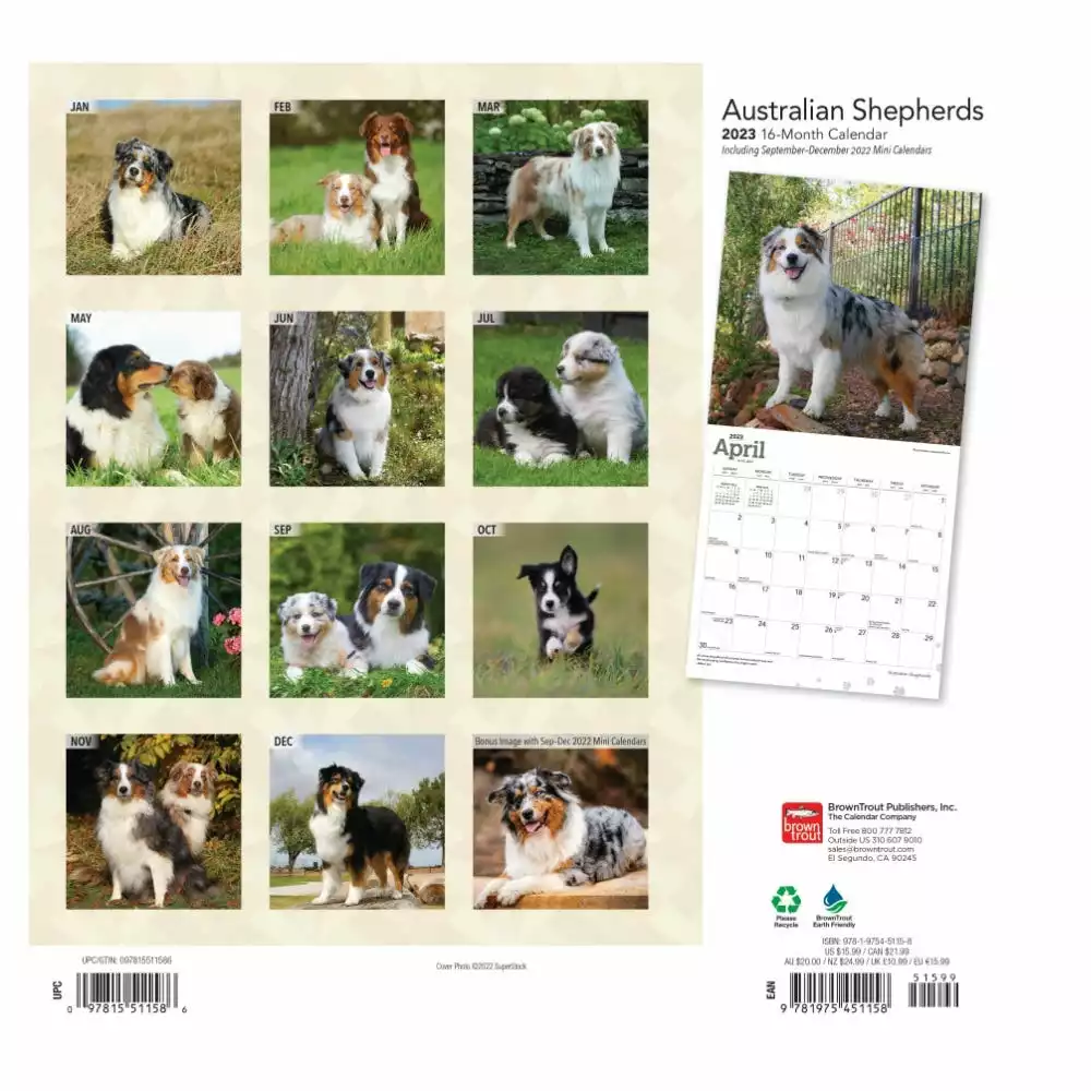 Brown Trout Australian Shepherds 2023 Square Foil Calendar - Calendars 4 Brown Trout Australian Shepherds 2023 Square Foil Calendar - Calendars - Image 2