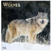 Brown Trout Wolves 2023 Square Foil Calendar - Calendars 2 Brown Trout Wolves 2023 Square Foil Calendar - Calendars -Hearth & Home Store 25f7cca10f874ebea7dfce11fe13a67edd16748f 2022023812