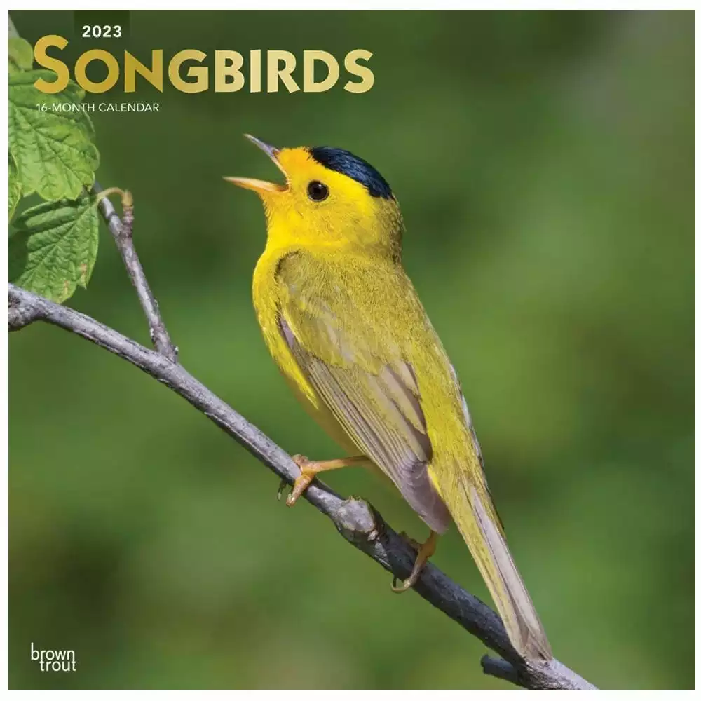 Brown Trout Songbirds 2023 Square Foil Calendar - Calendars 3 Brown Trout Songbirds 2023 Square Foil Calendar - Calendars
