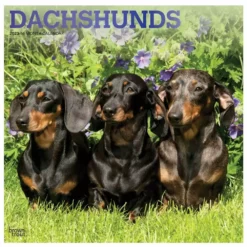 Brown Trout Dachshunds 2023 Square Foil Calendar - Calendars
