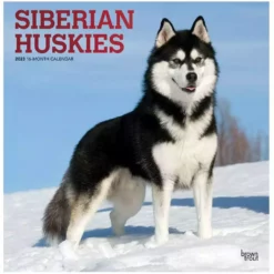 Hearth & Home Store 24 Brown Trout Siberian Huskies 2023 Square Foil Calendar - Calendars