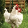 Companion Books Hobby Farm Chickens - Books and Magazines 1 Companion Books Hobby Farm Chickens - Books and Magazines -Hearth & Home Store 53280657 53280657 image 53280657