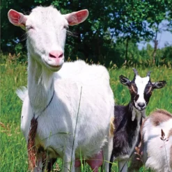 Companion Books Hobby Farm Goats - Books and Magazines