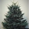 Carolina Fraser Fir Company 6-8' Fraser Fir Christmas Tree FF0608 - Christmas Decor