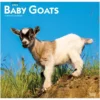 Brown Trout Baby Goats 2023 Square Calendar - Calendars