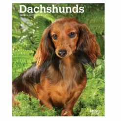 Brown Trout Dachshunds 2023 Monthly Planner - Calendars