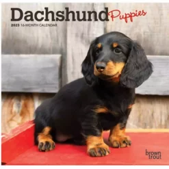 Brown Trout Dachshund Puppies 2023 Mini 7x7 Calendar - Calendars