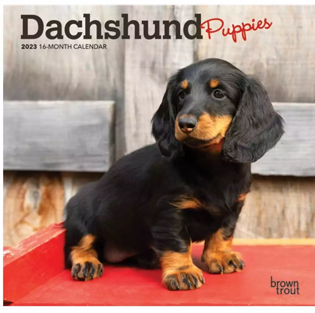Brown Trout Dachshund Puppies 2023 Mini 7x7 Calendar - Calendars 3 Brown Trout Dachshund Puppies 2023 Mini 7x7 Calendar - Calendars