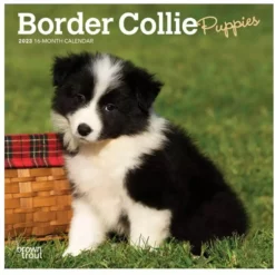 Brown Trout Border Collie Puppies 2023 Mini 7x7 Calendar - Calendars