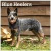 Brown Trout Blue Heelers 2023 Square Calendar - Calendars 2 Brown Trout Blue Heelers 2023 Square Calendar - Calendars -Hearth & Home Store a26ec1df95ae847c0a9008c86f6cbd19caff0a81 2022023794