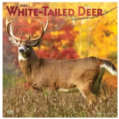 Brown Trout White Tailed Deer 2023 Square Foil Calendar - Calendars
