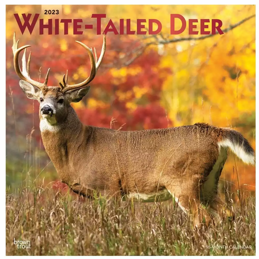 Brown Trout White Tailed Deer 2023 Square Foil Calendar - Calendars 3 Brown Trout White Tailed Deer 2023 Square Foil Calendar - Calendars