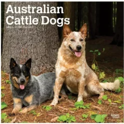 Brown Trout Australian Cattle Dogs 2023 Square Calendar - Calendars