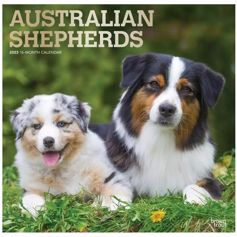 Brown Trout Australian Shepherds 2023 Square Foil Calendar - Calendars 3 Brown Trout Australian Shepherds 2023 Square Foil Calendar - Calendars