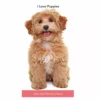 Brown Trout I Love Puppies 2023-24 Monthly Pocket Planner - Calendars 1 Brown Trout I Love Puppies 2023-24 Monthly Pocket Planner - Calendars -Hearth & Home Store c15fb27b8b4af5e3fea5232f056961e6331116e8 2022023774