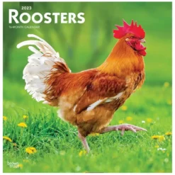Brown Trout Roosters 2023 Square Calendar - Calendars