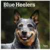 Brown Trout Blue Heelers 2023 Mini 7x7 Calendar - Calendars 2 Brown Trout Blue Heelers 2023 Mini 7x7 Calendar - Calendars -Hearth & Home Store d362789510c97591086a8477d3ef5903001914d9 2022023756