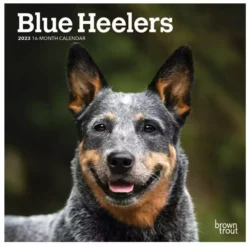 Brown Trout Blue Heelers 2023 Mini 7x7 Calendar - Calendars