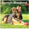 Brown Trout German Shepherd Puppies 2023 Mini 7x7 Calendar - Calendars -Hearth & Home Store eb1cd445743395a2194fb99f6d982d75ae5c44f7 2022023761