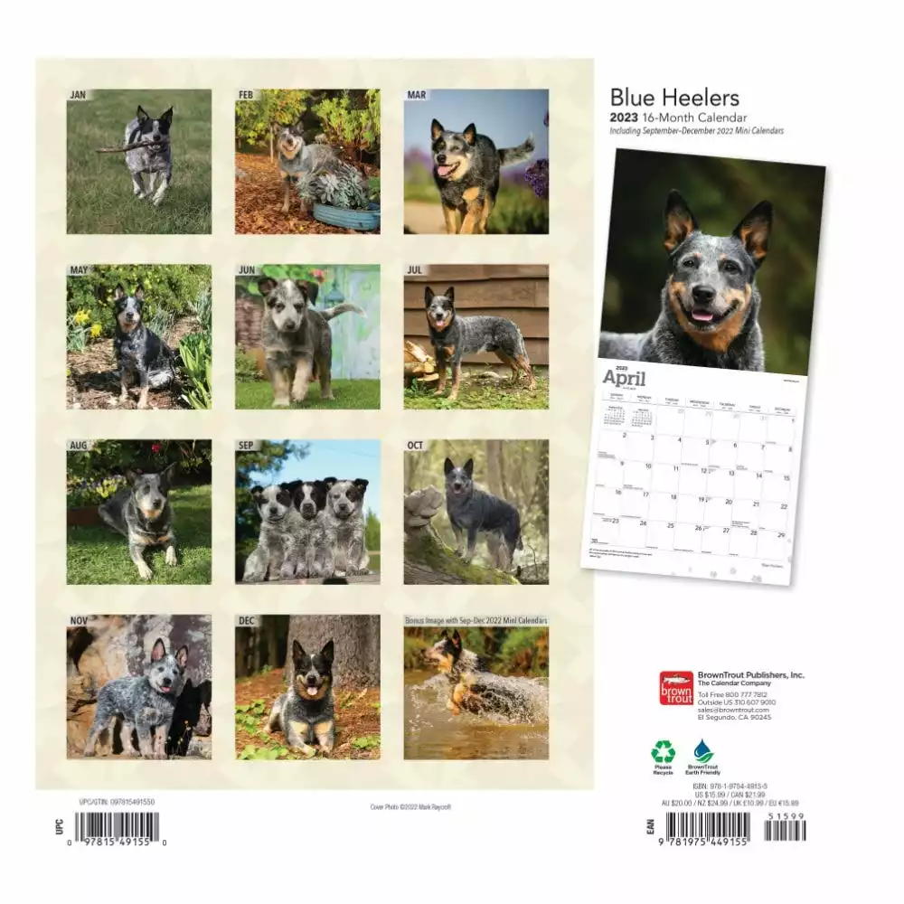 Brown Trout Blue Heelers 2023 Square Calendar - Calendars 4 Brown Trout Blue Heelers 2023 Square Calendar - Calendars - Image 2